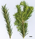 SpeciesSub: subsp. ericifolia